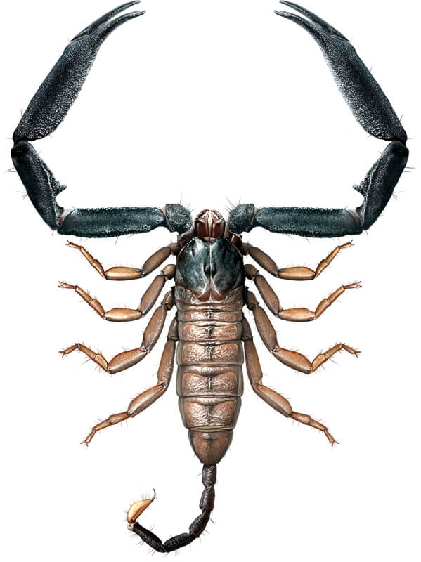Hormurus macrochela n. spec., male, dorsal aspect, reconstruction based on scientific illustrations and photographs of live specimens. 