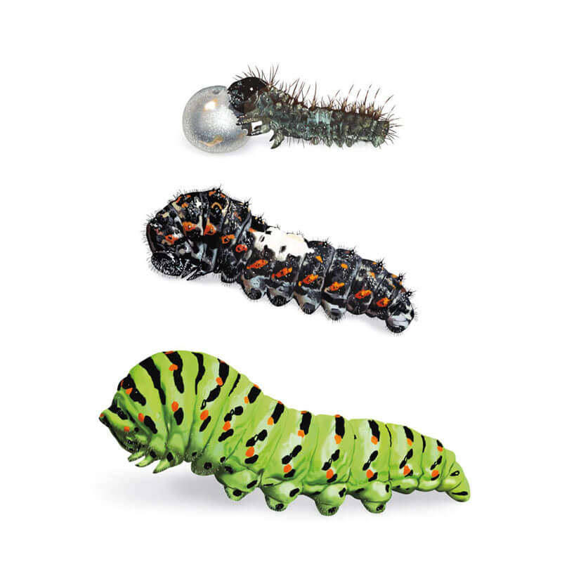 Old World swallowtail Caterpillars at different stages Papilio machaon