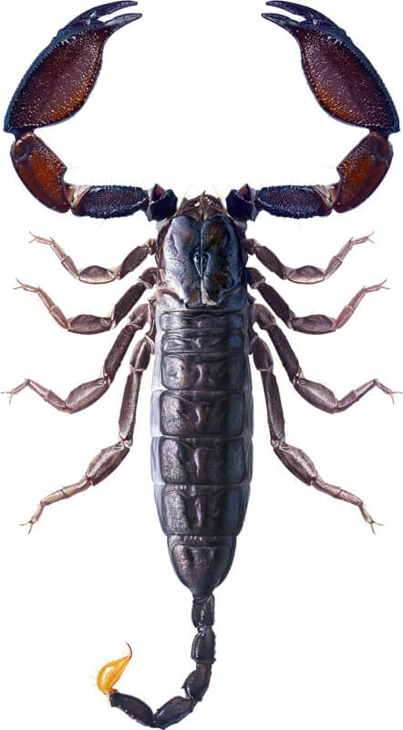 Liocheles nigripes (Pocock, 1897), male, dorsal aspect, reconstruction based on scientific illustrations and photographs of live specimens.